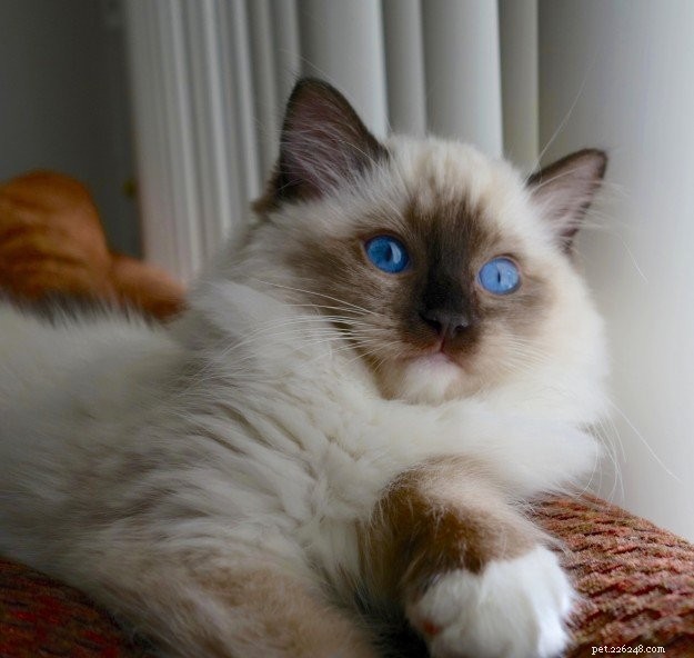 Expert Guide to Choosing a Reputable Ragdoll Cat Breeder