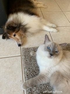 Meet Sophie: The Floppycat of the Week