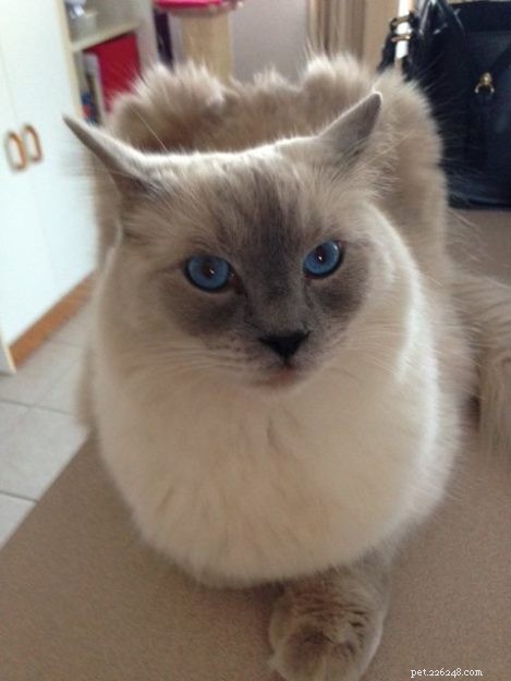 Meet Sophie: The Floppycat of the Week