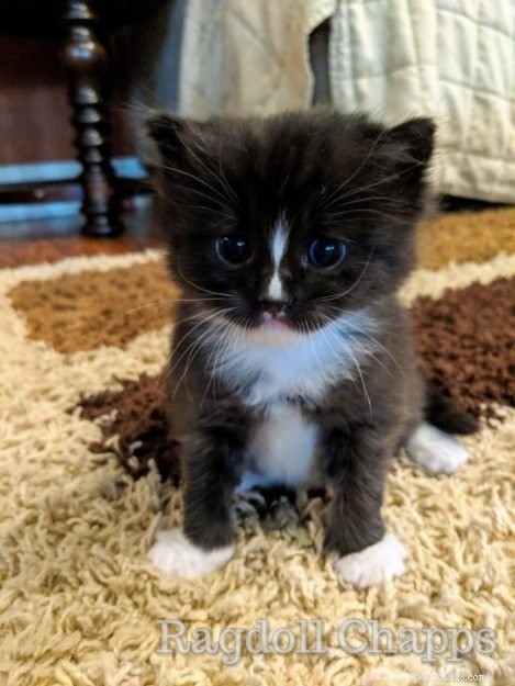 Are Black Ragdoll Cats Legitimate? Find Out the Truth