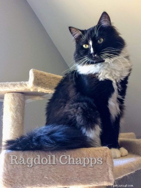 Are Black Ragdoll Cats Legitimate? Find Out the Truth