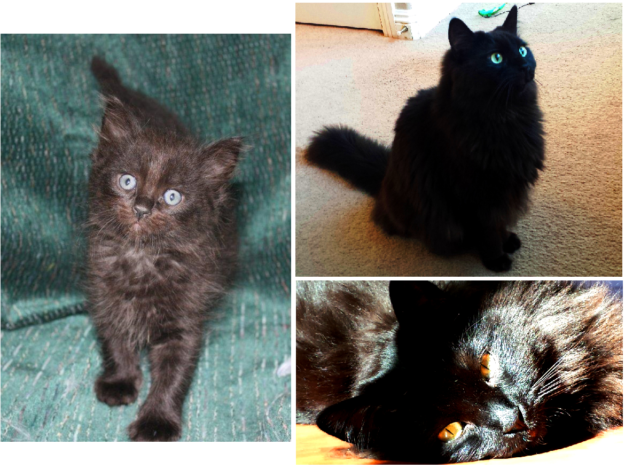 Are Black Ragdoll Cats Legitimate? Find Out the Truth