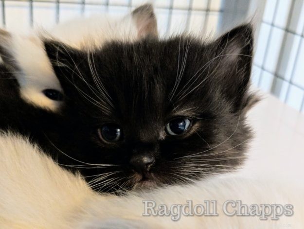 Are Black Ragdoll Cats Legitimate? Find Out the Truth