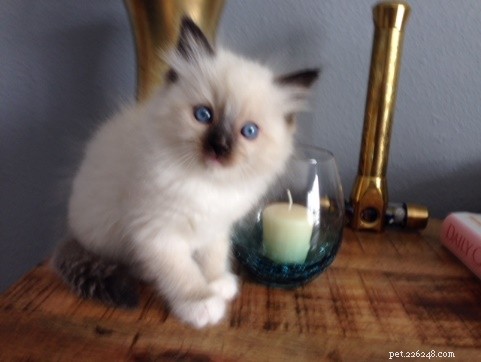 Leonard Bowling Ball: The Ragdoll Who Captures Hearts