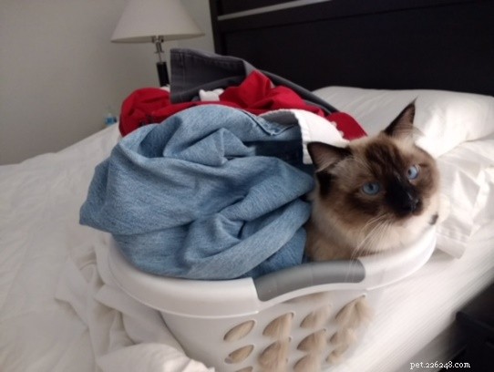 Leonard Bowling Ball: The Ragdoll Who Captures Hearts