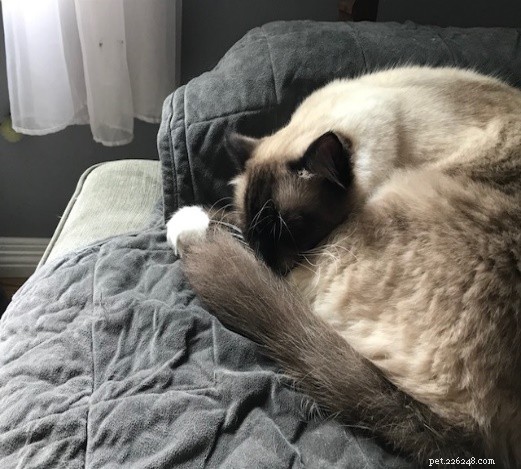 Leonard Bowling Ball: The Ragdoll Who Captures Hearts