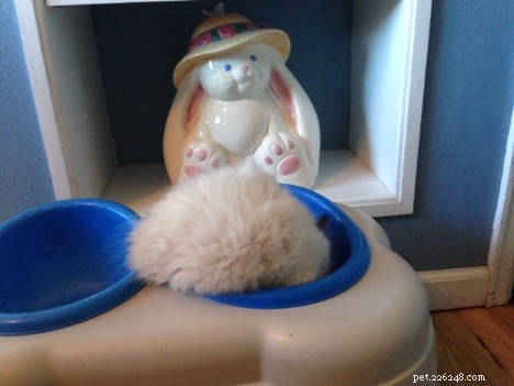 Leonard Bowling Ball: The Ragdoll Who Captures Hearts