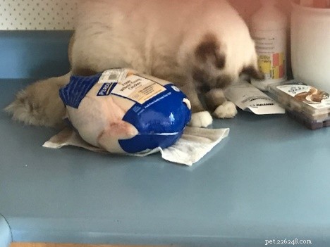 Leonard Bowling Ball: The Ragdoll Who Captures Hearts