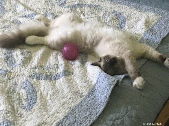 Leonard Bowling Ball: The Ragdoll Who Captures Hearts