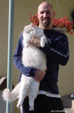 Flame Point Ragdoll Cats: Unique Traits, Subtypes & Care Tips