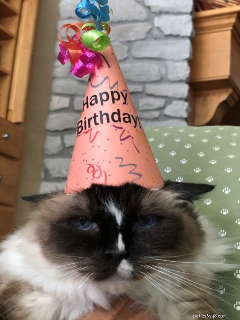 Celebrating 14 Years of Murphy: A Beloved Ragdoll Cat