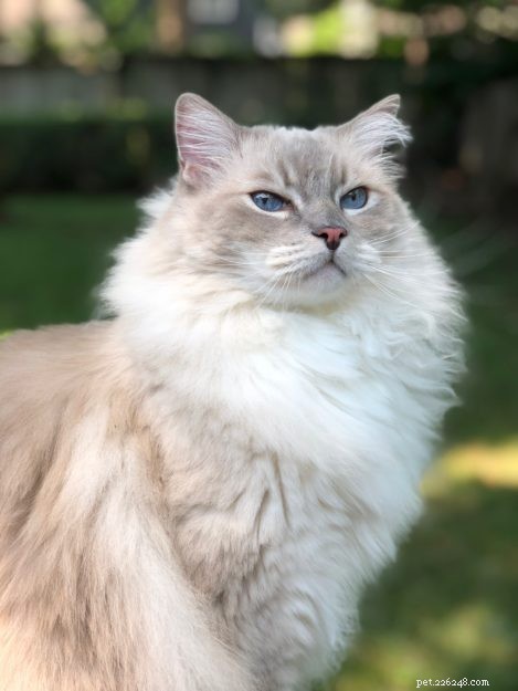 Celebrating Trigg’s 9th Birthday: A Loving Tribute