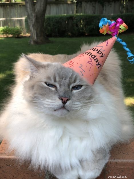 Celebrating Trigg’s 9th Birthday: A Loving Tribute