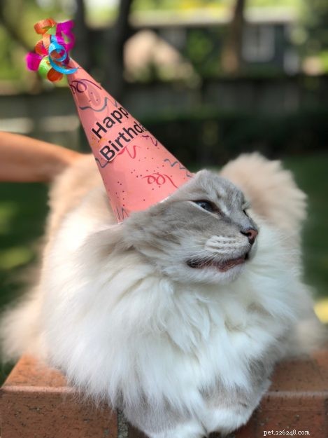 Celebrating Trigg’s 9th Birthday: A Loving Tribute