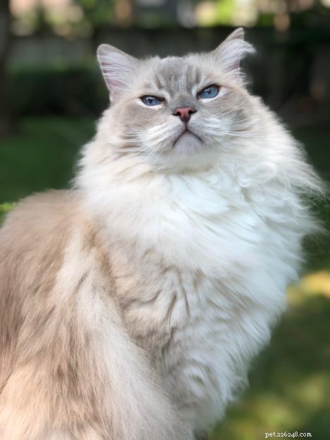 Celebrating Trigg’s 9th Birthday: A Loving Tribute