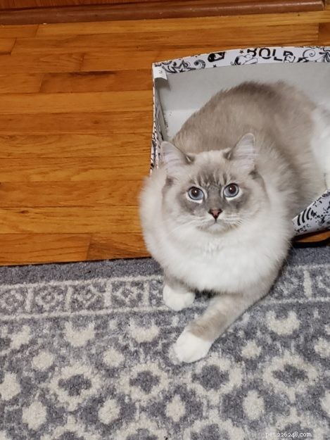 Meet Artemis: The Ragdoll of the Week