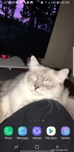 Meet Artemis: The Ragdoll of the Week