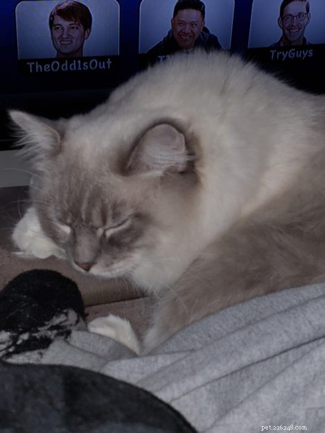Meet Artemis: The Ragdoll of the Week