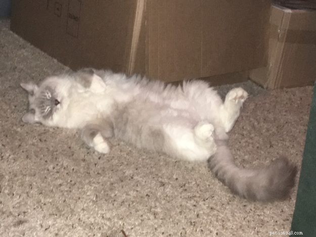 Meet Artemis: The Ragdoll of the Week