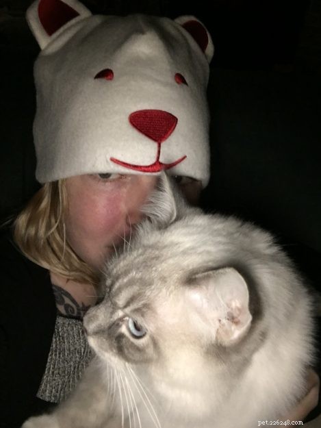 Meet Artemis: The Ragdoll of the Week
