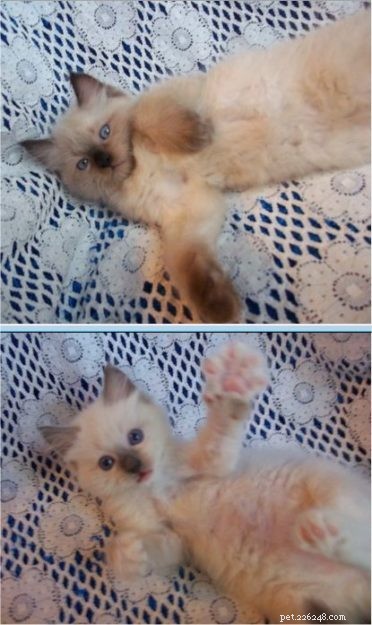 Meet Zeus & Luna: The Charming Ragdoll Brothers