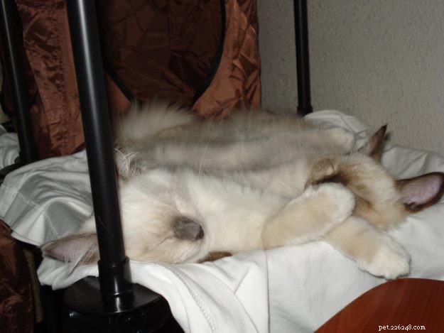 Meet Zeus & Luna: The Charming Ragdoll Brothers