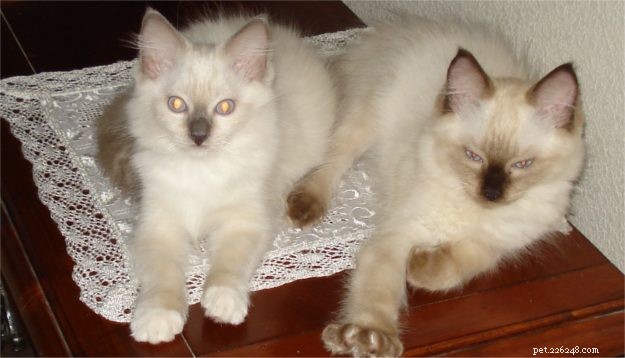Meet Zeus & Luna: The Charming Ragdoll Brothers