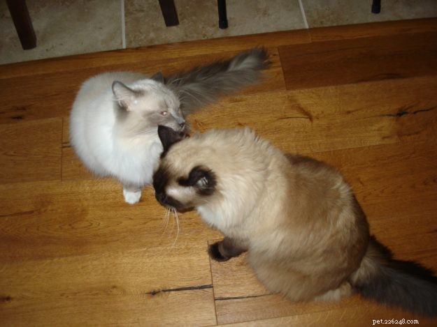 Meet Zeus & Luna: The Charming Ragdoll Brothers
