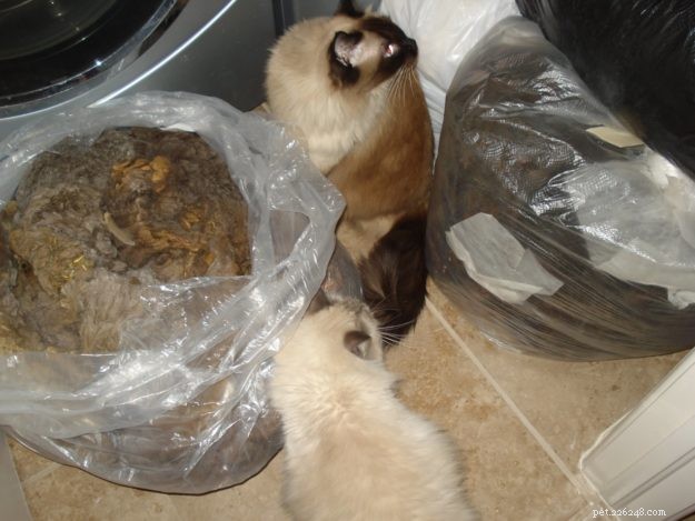 Meet Zeus & Luna: The Charming Ragdoll Brothers