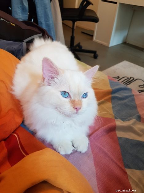 Mystery of the Ragdoll: Spotlight on This Week’s Featured Cat