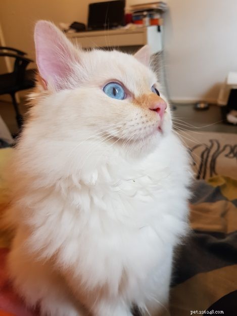 Mystery of the Ragdoll: Spotlight on This Week’s Featured Cat