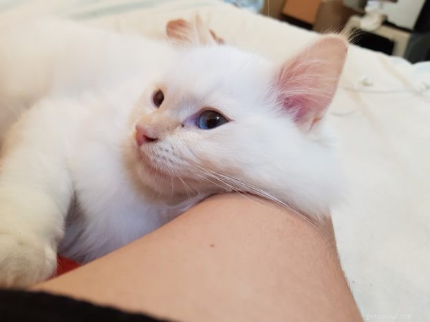 Mystery of the Ragdoll: Spotlight on This Week’s Featured Cat