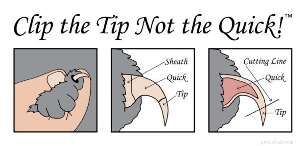 How to Trim Cat Claws: A Simple Guide for Stress-Free Grooming