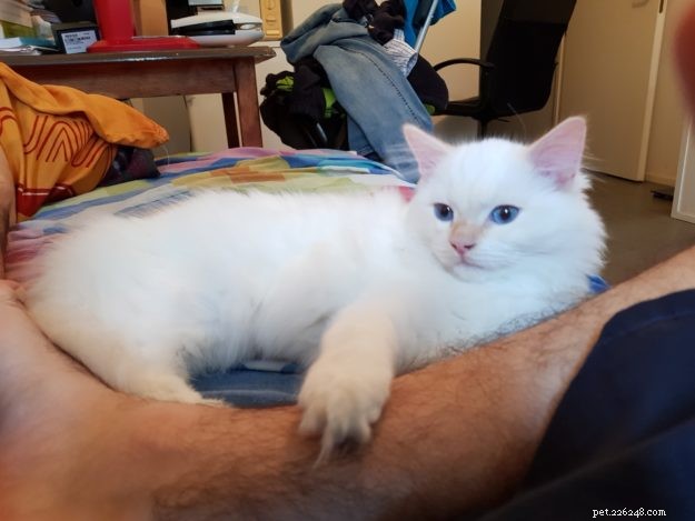 Mystery of the Ragdoll: Spotlight on This Week’s Featured Cat