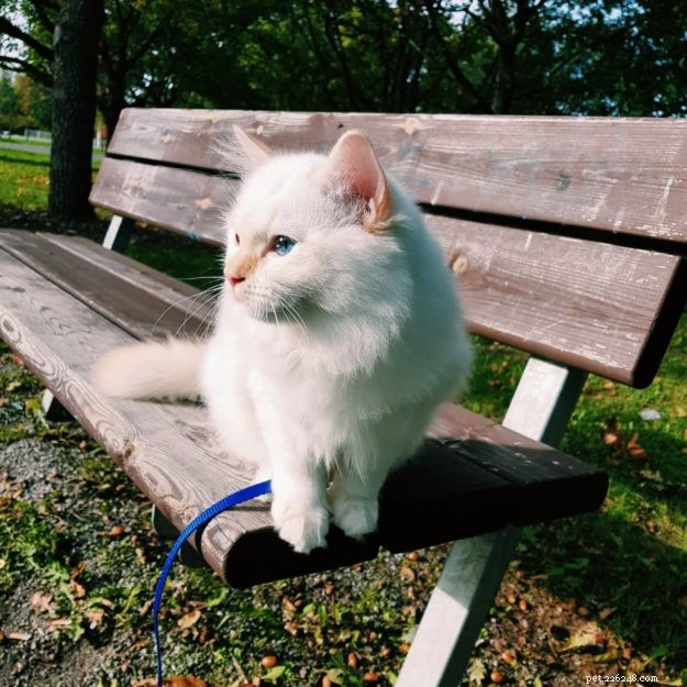 Mystery of the Ragdoll: Spotlight on This Week’s Featured Cat