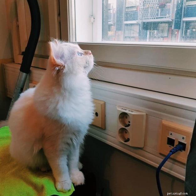 Mystery of the Ragdoll: Spotlight on This Week’s Featured Cat