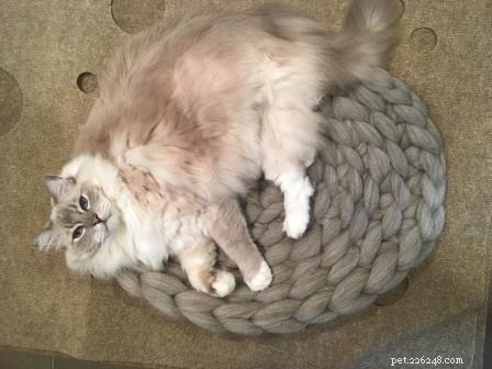 Choosing the Right Cat Bed: Why Bedding Matters for Your Cat s Health