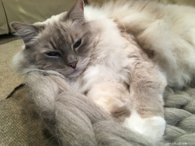 Choosing the Right Cat Bed: Why Bedding Matters for Your Cat s Health