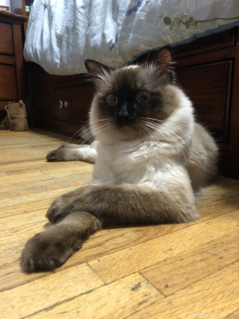 Meet Max: The Ragdoll Cat Making Our Family Complete