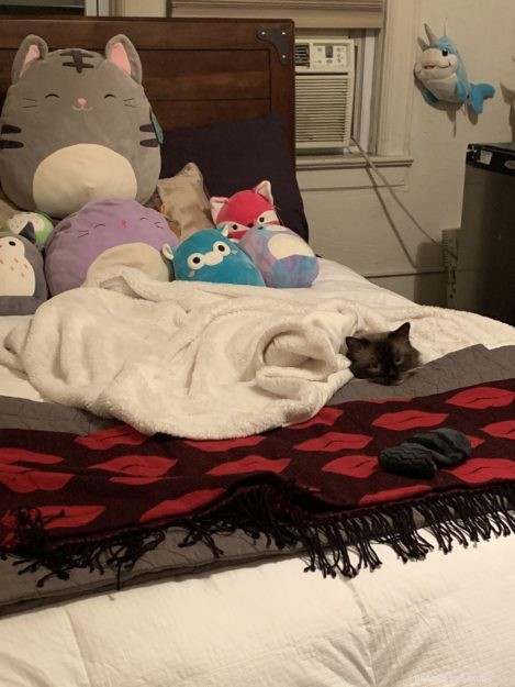 Meet Max: The Ragdoll Cat Making Our Family Complete