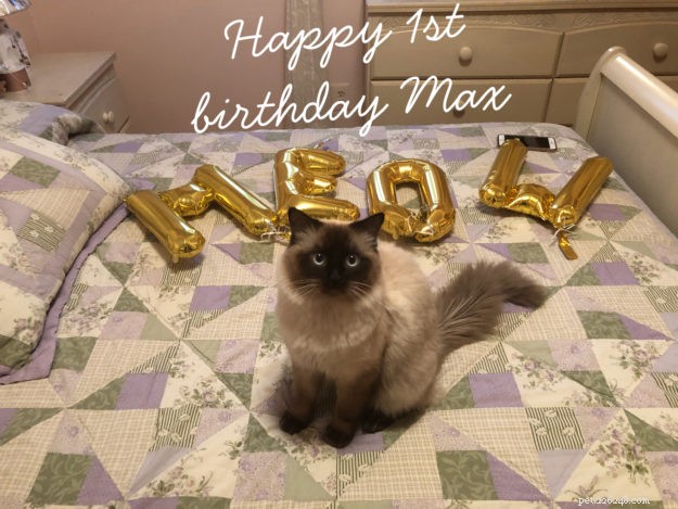 Meet Max: The Ragdoll Cat Making Our Family Complete