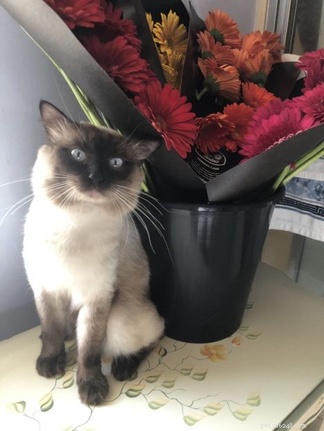 Meet Max: The Ragdoll Cat Making Our Family Complete