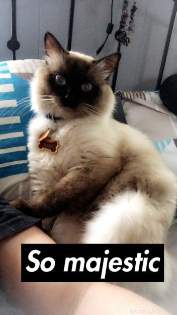 Meet Max: The Ragdoll Cat Making Our Family Complete