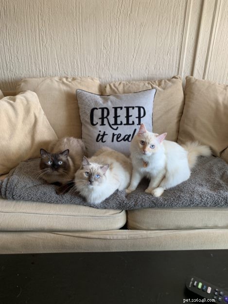 Meet Max: The Ragdoll Cat Making Our Family Complete