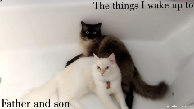 Meet Max: The Ragdoll Cat Making Our Family Complete