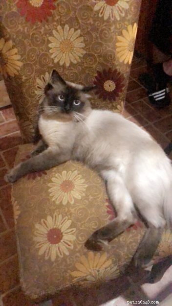 Meet Max: The Ragdoll Cat Making Our Family Complete