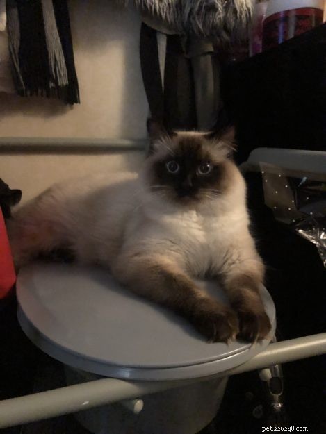 Meet Max: The Ragdoll Cat Making Our Family Complete