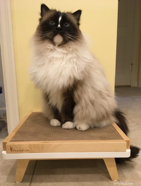The Ultimate Guide to the Best Cat Scratching Posts for Healthy Cats