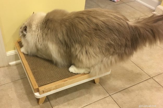 The Ultimate Guide to the Best Cat Scratching Posts for Healthy Cats