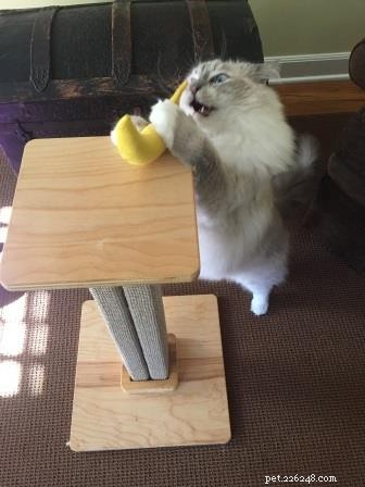 The Ultimate Guide to the Best Cat Scratching Posts for Healthy Cats